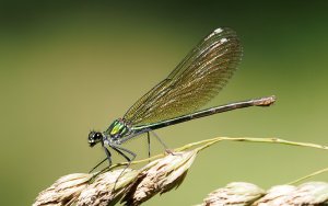 Banded Demoiselle