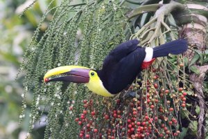 Yellow-throated Toucan