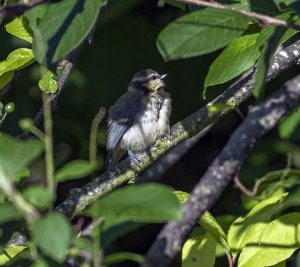 Juvenile Blue Tit