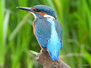 Kingfisher