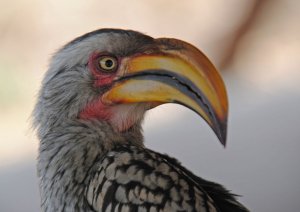 Yellow-billed Hornbill