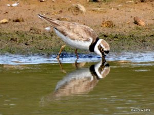 Little Ringed Plover