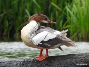 Goosander