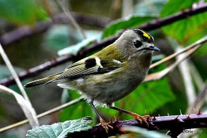 Goldcrest