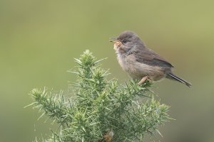 Dartford Warbler