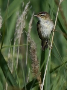 Sedge Warbler