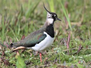 Northern Lapwing