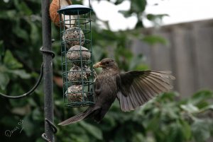 First batch of starlings&#128560;