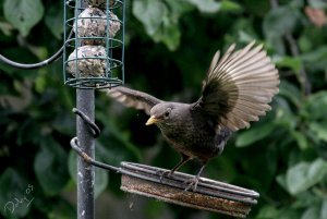 Starling pic 2