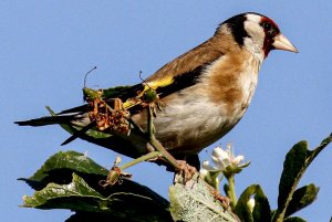 Goldfinch 2