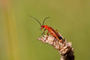 Soldier Beetle