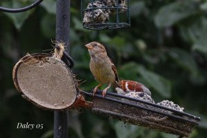 Sparrow feeding