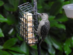 Juvenile Female Red breasted woodpecker