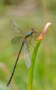 Willow Emerald ??