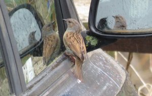 Five Dunnocks for the price of one!