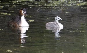 Grebe