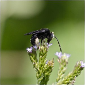 Two-spotted Longhorn Bee (male)