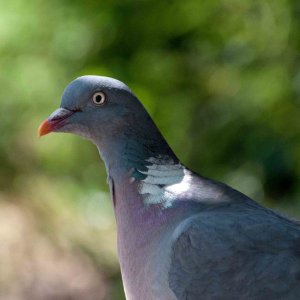 Wood Pigeon