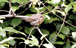 Juvenile Robin