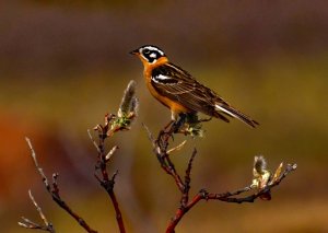 Smith's Longspur