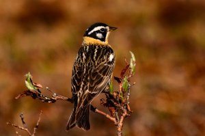 Smith's Longspur