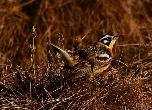 Smith's Longspur