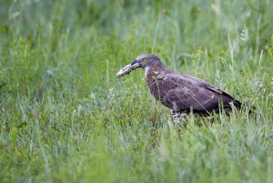 European honey buzzard