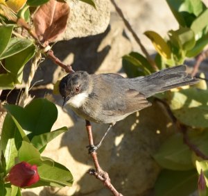 Sardinian warbler