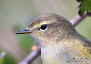 chiffchaff