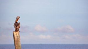 Pelican-Belize