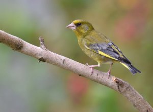 Greenfinch