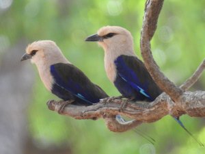 Blue Bellied Roller