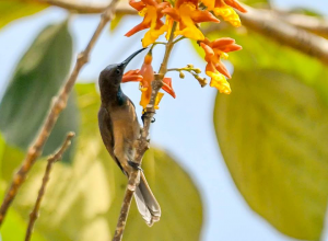 Blue Throated Brown Sunbird