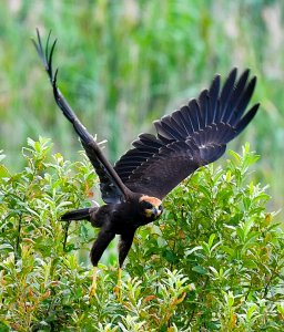 Juvenile Marsh Harrier