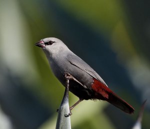 Lavender Waxbill