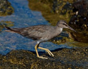 Wandering Tattler