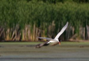 Caspian Tern on a fishing expedition