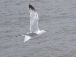 Riding The Wind