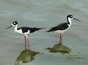 Common Stilt