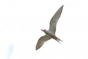 The Tern that wormed