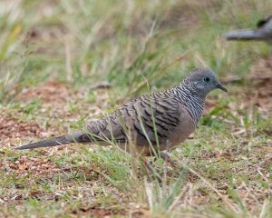 Peaceful Dove