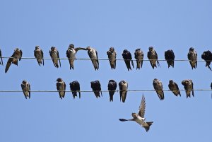 Purple Martins