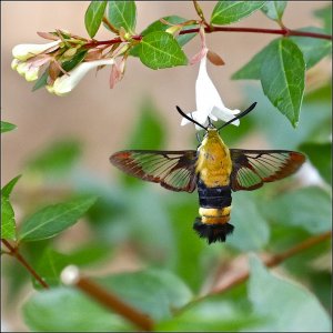 Hummingbird Clearwing Moth