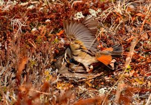 Bluethroat