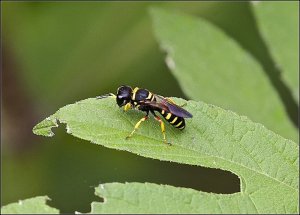 Square-headed Wasp