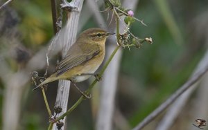 Chiffchaff