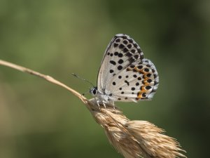 Chequered Blue