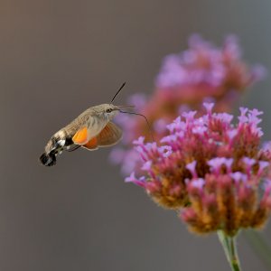 Hummingbird Hawk Moth