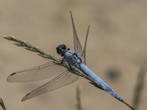 Southern Skimmer