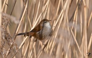 Cetti's Warbler